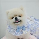 개좋은옷
