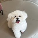 대구애견카페 마이펫30 애견위생미용 대명동