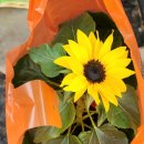 늘봄추어탕 이미지