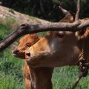 송아지집 이미지