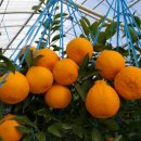 순복농장 이미지