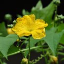 하경 카카오 검색결과