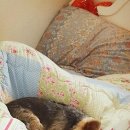 푸른펫살롱 이미지