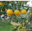 미래로농장 이미지