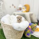 더 샵 동물메디컬센터 이미지