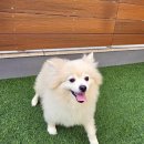 강아지마을 이미지