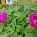 소천펜션민박 이미지