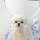 섬댕 강아지 미용실 이미지