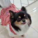 오늘도, 이쁘개 이미지