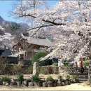 4월11(목) ㅡ집밥 아카데미 내소사 벚꽃 /채석강 이미지