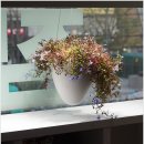 캠브리지 크린 이미지