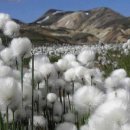 Beautiful Cotton Grass Flower Fields 이미지