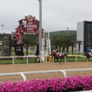 제주의 제주마 이미지