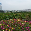 채송화농장 Daum카페