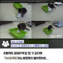 라쿤솜사탕