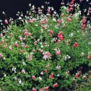 7월 9일 수요일 부김방 출석부 이미지