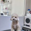 그루밍무무 이미지