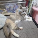 페낭 아이랑:: 미니 실내 동물원 카페 솔직후기 &lt;HamCup Mini Zoo And Cafe &gt;