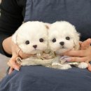 그루밍 플래너 이미지