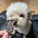 푸르미네 수제간식 이미지