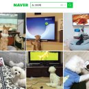 강아지 티비 도그티비 : 반려견 시각에 맞춘 세계적인 채널