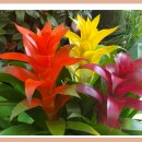 아나나스 이미지