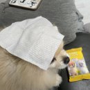 마스코타 펫 이미지