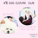 플라잉펫 | [#강남요가#선정릉요가#청담요가] 여민블리스 야외 도그요가 후기 <서울식물원 제1회 해봄축제>