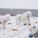 퍼피스프링 이미지