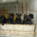 맥코이 켄넬 이미지