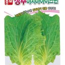 씨앗