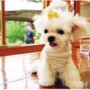 정퍼피클럽 이미지