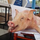 돼지야 이미지