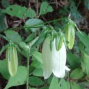 신기방기 이미지