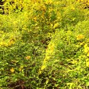 봄을 그리다 이미지