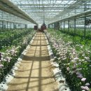사계절꽃농원