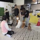 천사의소리 | 강서구 화곡동 애견카페 멍멍이다방 문 열자마자 시선 집중! 격하게 반겨주는 강아지가 있는 카페