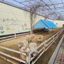 둥이네 | 홍천닭갈비 맛집 둥이네닭갈비 아이랑 가기 좋은 솔직 방문 후기