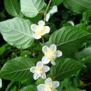 마타타비 이미지