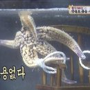 불가사리 이미지