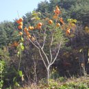 비손약국 - 8503 | 비손약국