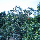 용마 농장 이미지