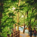 무심천 벚나무길 이미지