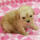 푸들푸들 이미지