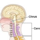 뉴로하이짐 이미지
