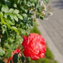 중화수경공원 옆 이미지