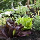 상추밭에돈 이미지