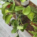 슬기로운 초록생활, 홈가드닝 | 수경재배 후기 | 아이비,스킨답서스,몬스테라,보스턴고사리,허브 수경재배 성장 후기