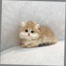 일산고양이분양&미용 반하나캣 | 일산고양이입양 고양이분양받는곳 방문