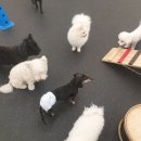 SM펫살롱 이미지